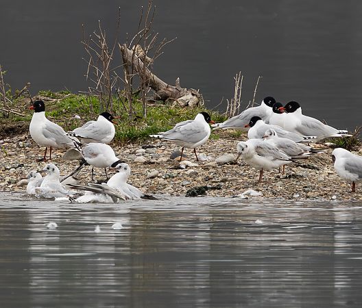 Mouette mélanocéphale  - Florian Hanslmayr