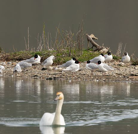 Mouette mélanocéphale  - Florian Hanslmayr