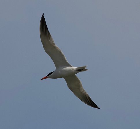 Sterne caspienne  - Florian Hanslmayr