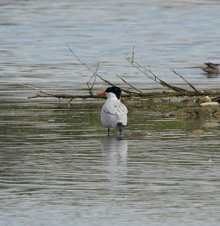 Sterne caspienne  - Florian Hanslmayr