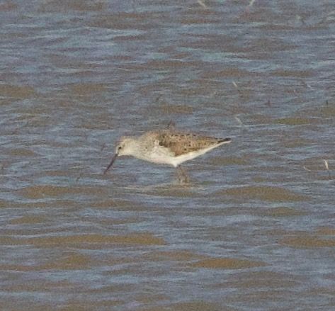 Chevalier stagnatile  - Florian Hanslmayr