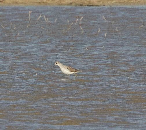 Chevalier stagnatile  - Florian Hanslmayr