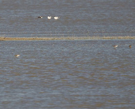 Chevalier stagnatile  - Florian Hanslmayr