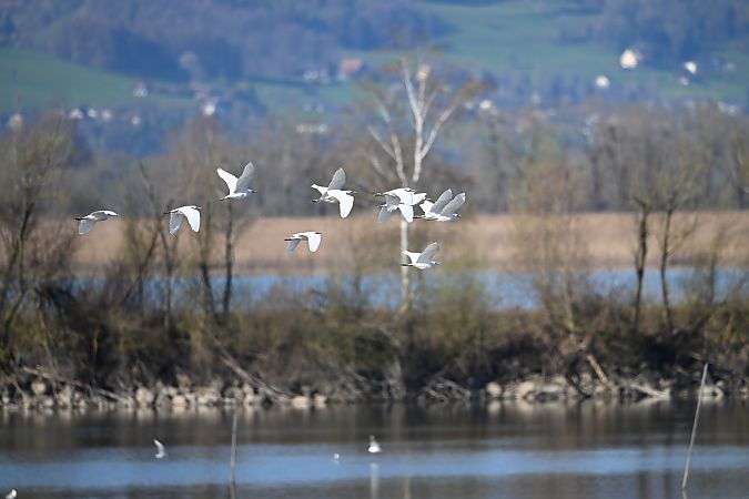 Héron garde-boeufs  - Michael Gysel