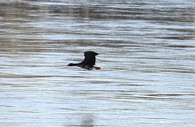 Oie rieuse  - Michael Gysel