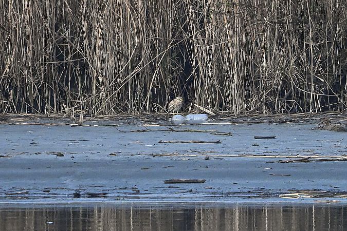 Oedicnème criard  - Michael Gysel