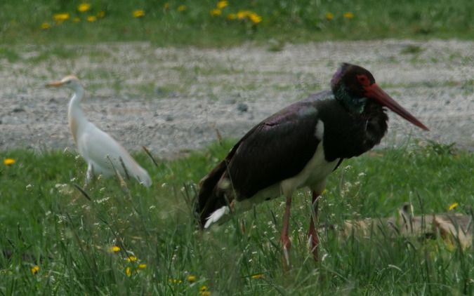 Héron garde-boeufs  - Anita Rantschl