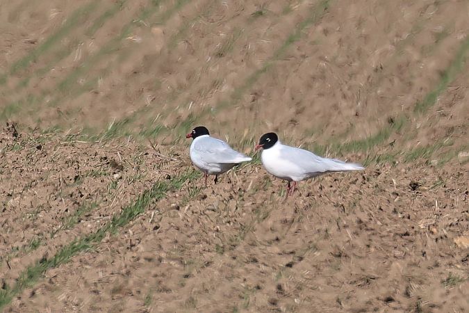 Mouette mélanocéphale  - Gerhard Rieder