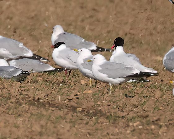 Mouette mélanocéphale  - Gerhard Rieder