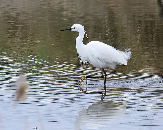 Aigrette garzette  - Gerhard Rieder