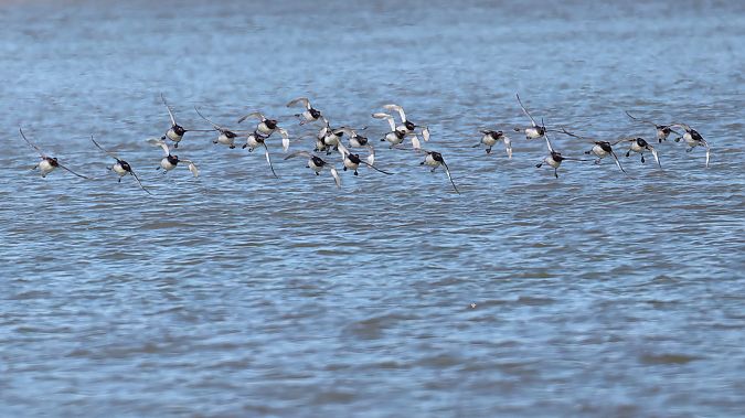 Grèbe à cou noir  - Gerhard Rieder