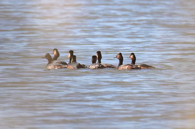 Grèbe à cou noir  - Gerhard Rieder