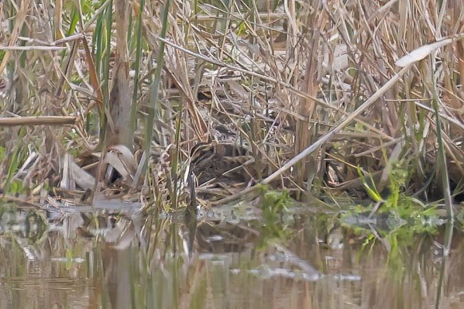 Bécassine sourde  - Gerhard Rieder