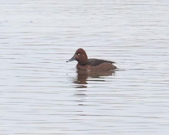 Fuligule nyroca  - Gerhard Rieder
