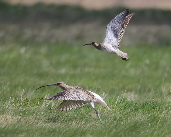 Courlis corlieu  - Gerhard Rieder