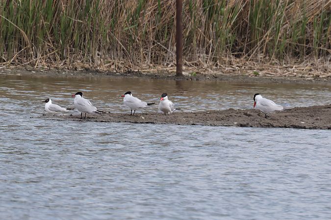 Sterne caspienne  - Gerhard Rieder