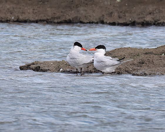 Sterne caspienne  - Gerhard Rieder