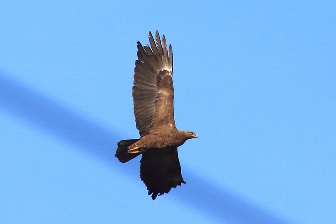 Aigle criard  - Harald Pfleger