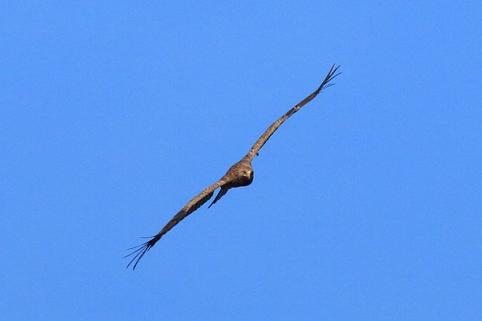 Aigle criard  - Harald Pfleger