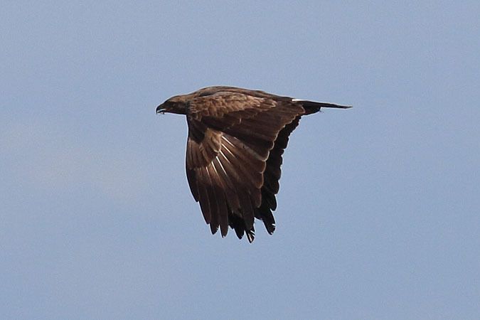 Aigle criard  - Harald Pfleger