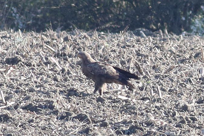 Aigle criard  - Harald Pfleger