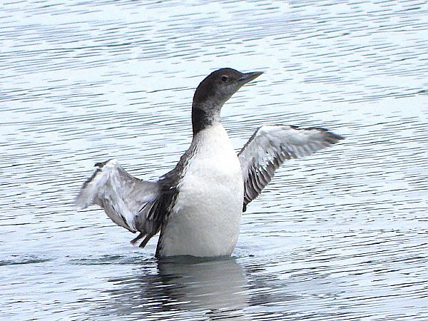 Plongeon imbrin  - Margarita Grohmann