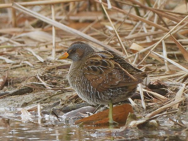 Marouette ponctuée  - Margarita Grohmann