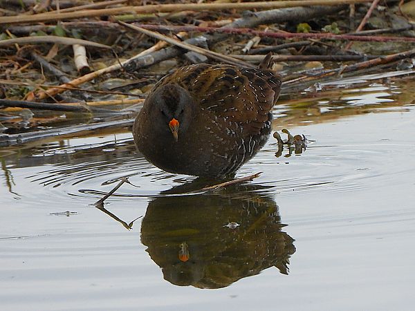 Marouette ponctuée  - Margarita Grohmann