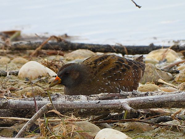 Marouette ponctuée  - Margarita Grohmann