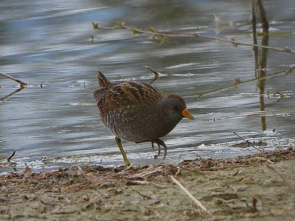 Marouette ponctuée  - Margarita Grohmann