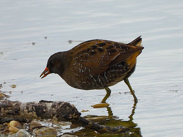 Marouette ponctuée  - Margarita Grohmann