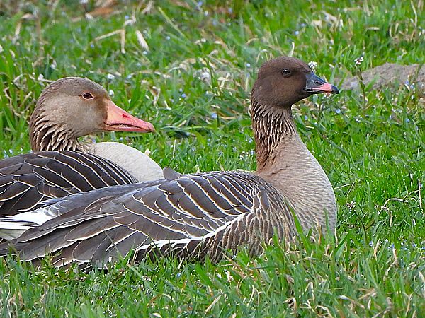 Oie à bec court  - Margarita Grohmann