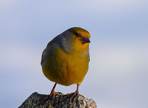 Venturon montagnard  - Margarita Grohmann