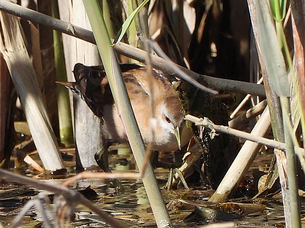 Marouette poussin  - Margarita Grohmann