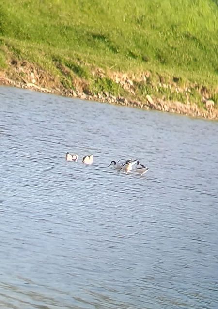 Avocette élégante  - Simon Legenstein