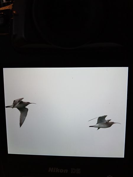 Courlis corlieu  - Georg Juen