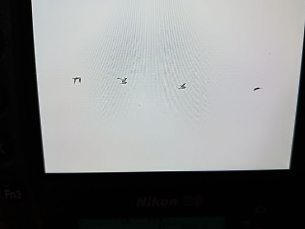 Courlis corlieu  - Georg Juen