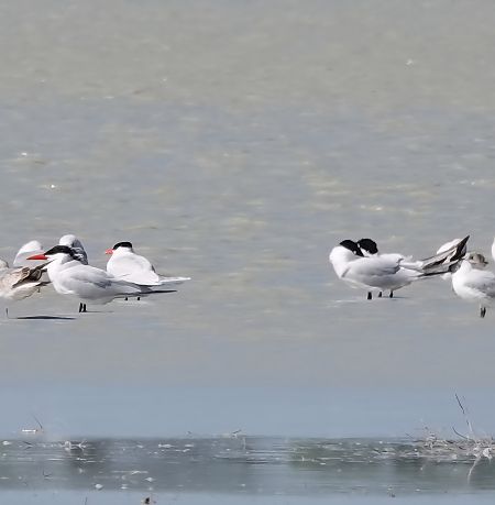 Sterne caspienne  - Christine Horn
