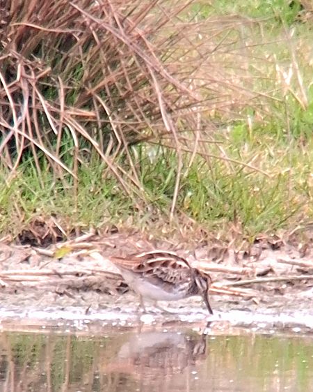 Bécassine sourde  - Rudolf Grassmugg