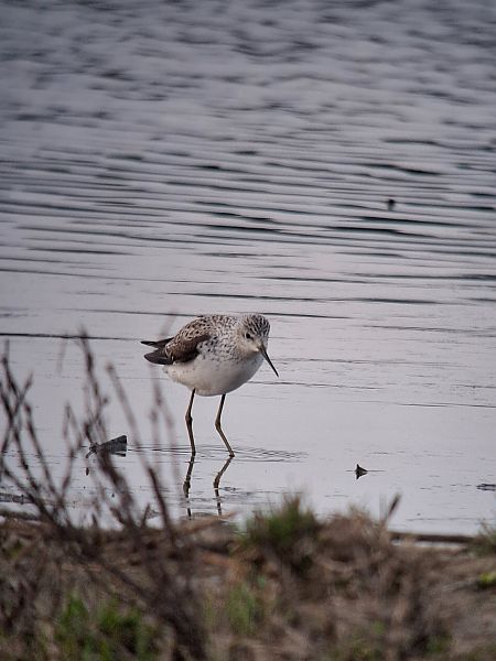Chevalier stagnatile  - Rudolf Grassmugg