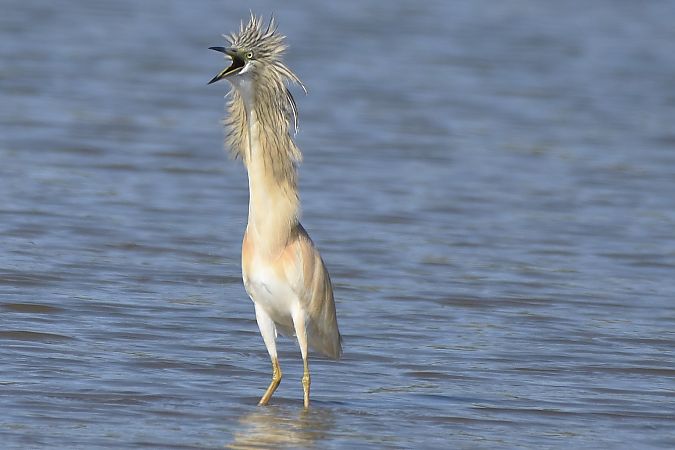 Crabier chevelu  - Anonyme