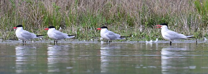 Sterne caspienne  - Roland Sagmeister