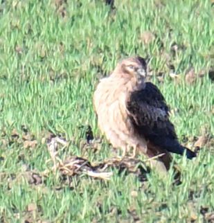 Oiseau indéterminé  - Roland Sagmeister