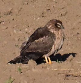 Oiseau indéterminé  - Roland Sagmeister