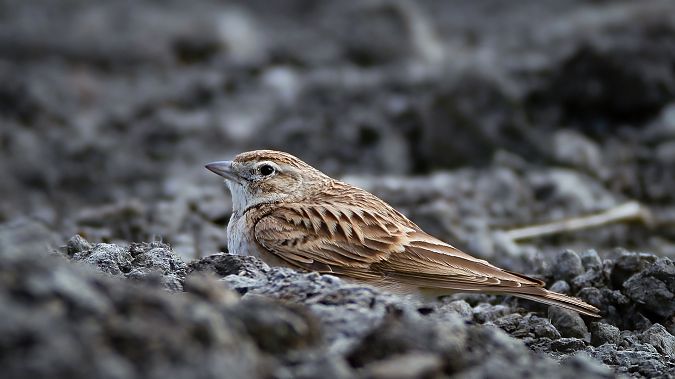 Alouette calandrelle  - Dominik Preis