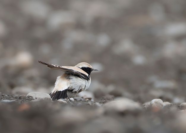 Traquet du désert  - Noah Pondorfer