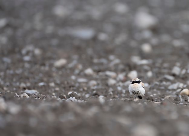 Traquet du désert  - Noah Pondorfer