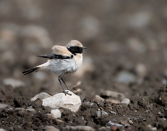 Traquet du désert  - Noah Pondorfer