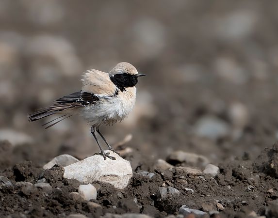 Traquet du désert  - Noah Pondorfer