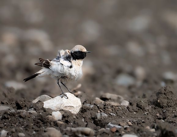 Traquet du désert  - Noah Pondorfer